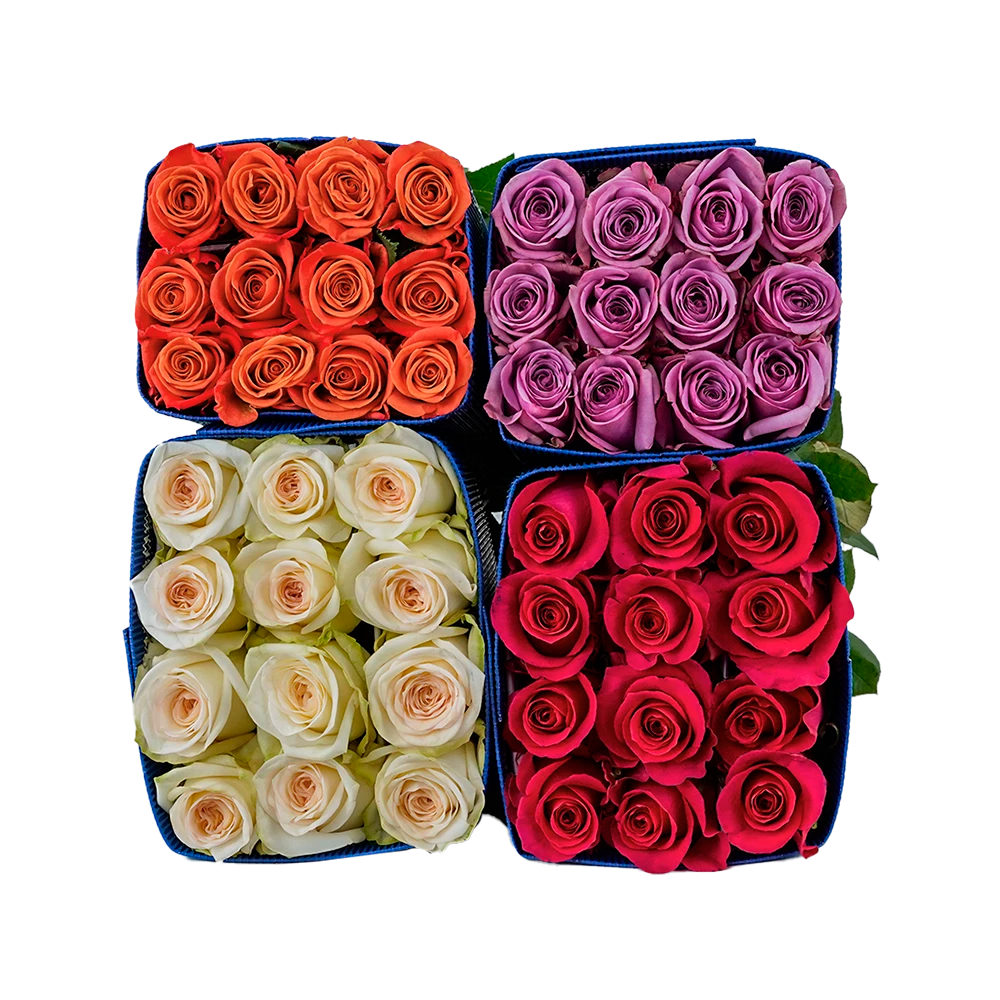 Colors Box