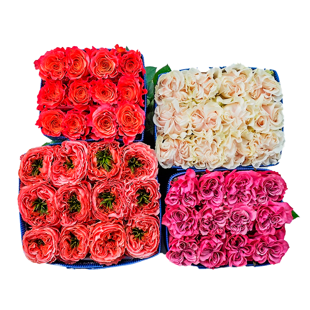 Garden Box