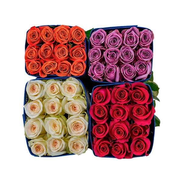 Colors Box – Snaproses.com