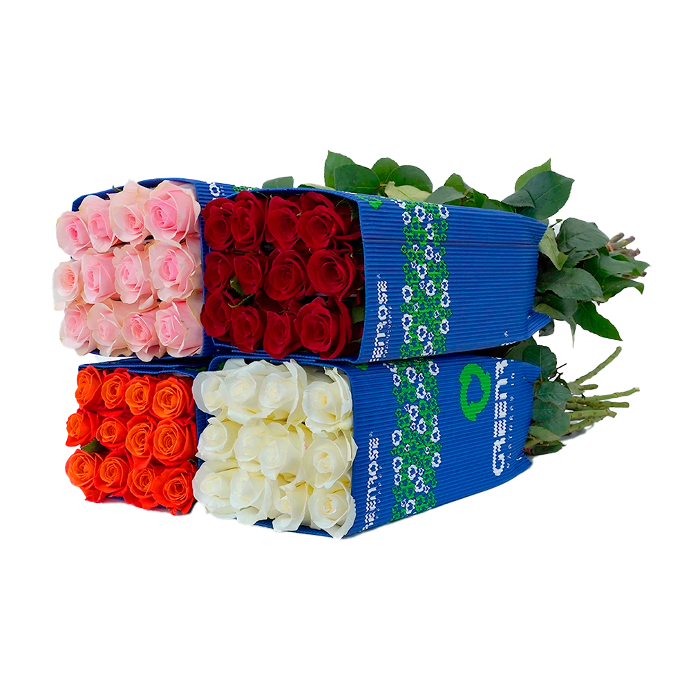 Catalog Snaproses catalog-snaproses